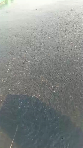 本溪县 本水产养殖基地经营高品质100－70尾柳根鱼苗