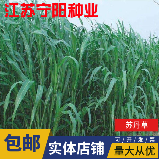 苏丹草种子 高丹草种子四季牧草种子牛羊饲料鱼草籽 量大优惠