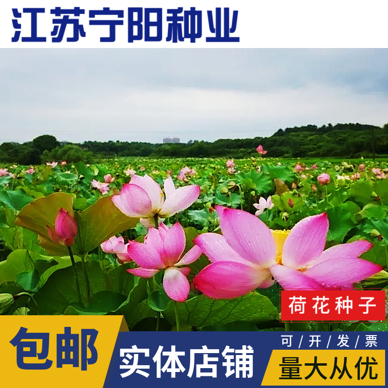 南京荷花种子碗莲种子已开口水培植物盆栽花卉四季播种