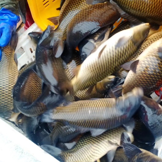 宽甸县裸鲤  鲤鱼