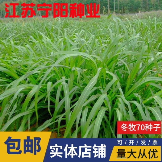 南京冬牧70黑麦草种子 牧草种子 养殖牧草 产草量高 牛羊兔鱼