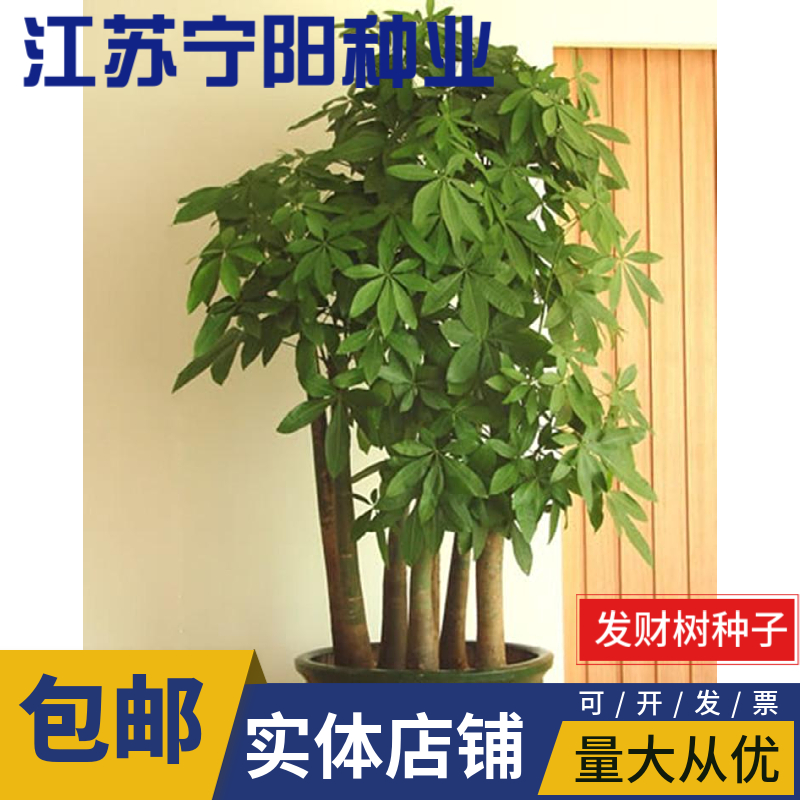 南京发财树种子招财摇钱树室内盆栽四季常青绿植吸甲醛净化空气植物