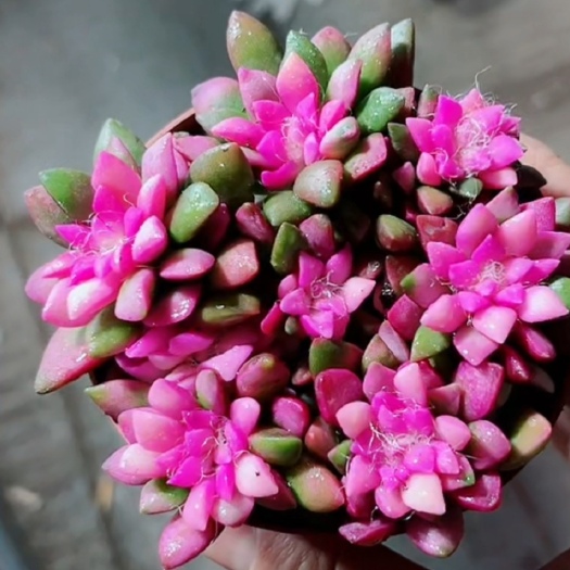  多肉植物吹雪