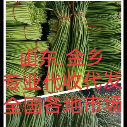 金鄉(xiāng)蒜苔，專業(yè)儲存，代收，代發(fā)各地市場