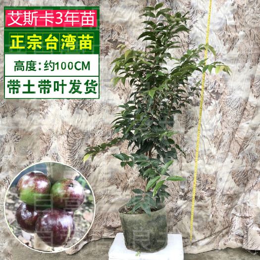 惠州嘉宝果苗  嘉宝果树苗，树葡萄，艾斯卡沙巴福冈四季红妃