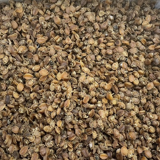 广州鲍鱼干 C厂大连鲍鱼600-650头