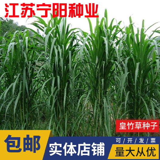 南京冬牧草种子 皇竹草种节 狼尾草种子牧草种子高产牧草猪兔鸡鸭鹅