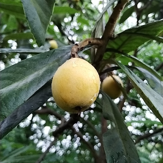  四川枇杷