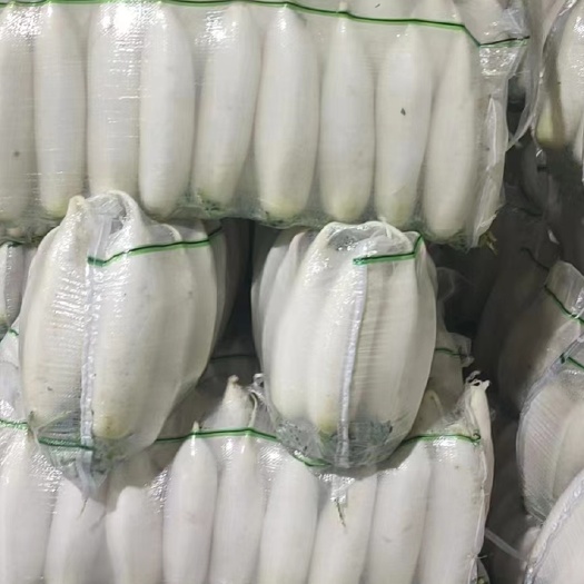 长阳县供应湖北精品白萝卜，产品好，价格合理，质量保证
