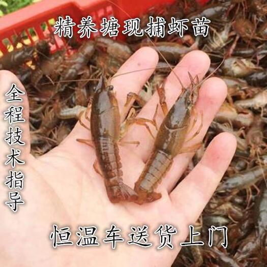 潜江市潜江直发小龙虾苗淡水养殖龙虾苗青虾