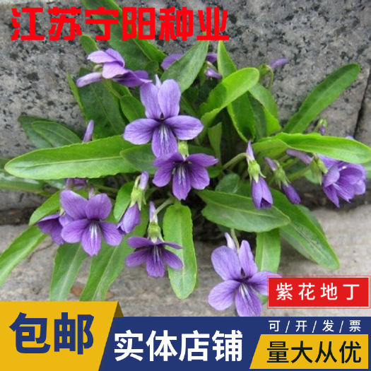 花卉紫花地丁种子早春开花田地丁少花陕叶蓝花盆栽甜地丁种子