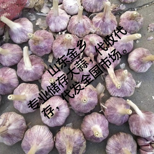 金乡县金乡大蒜，专业储存，代收，代发各地市场