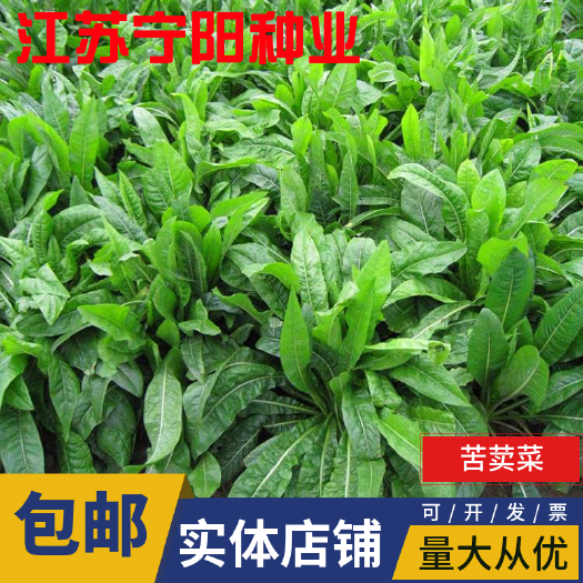 南京新苦荬菜种子优质苦麦菜四季草籽养殖专用牧草量大优惠