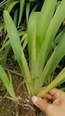 鸢尾，鸢尾苗，鸢尾花，大花鸢尾，蓝花鸢尾