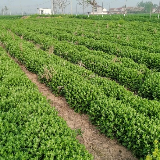 鹿邑县白菊花苗 北京菊苗，七月菊苗，早菊苗，药菊苗