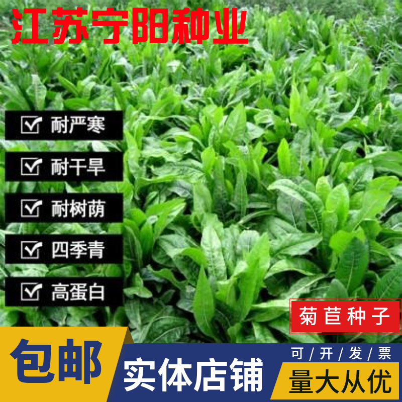 南京菊苣种子 牧草种子高蛋白高产牧草 猪兔鸡鸭鹅牛羊牧草量大优