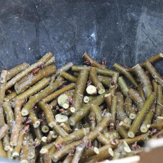 成武县皂角嫁接枝条 天皂一号皂角嫁接接穗