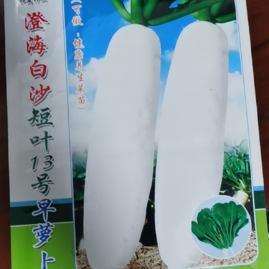 汕头白萝卜种子 澄海白沙短叶13号早萝卜