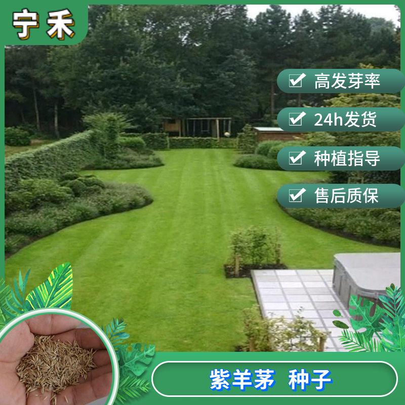 南京紫羊茅种子 多年生草坪种子 堤岸水库水土保持矿山复绿高速绿