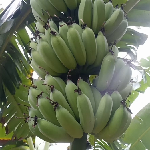 徐闻县 香蕉