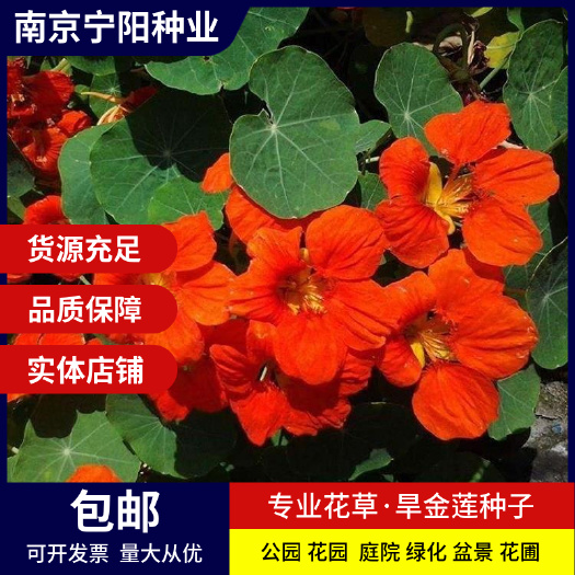 长沙旱金莲种子 旱荷种子金莲花种子金钱莲种子四季易种 庭院阳台