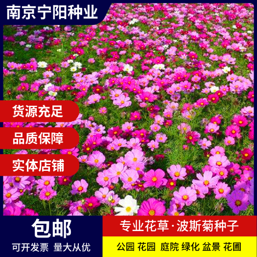 波斯菊种子 格桑花种子四季易种庭院阳台种子景观花海