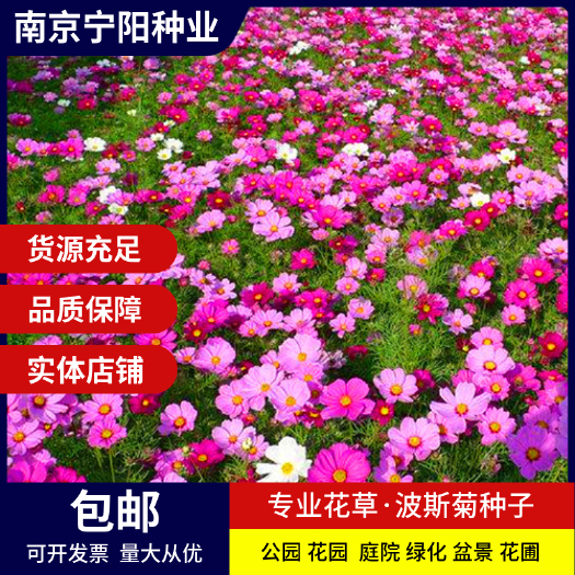 南京波斯菊种子 格桑花种子四季易种庭院阳台种子景观花海