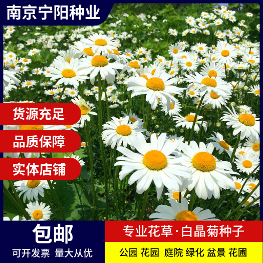 白菊种子  白菊白晶菊种子小白菊晶晶菊种子四季易种庭院阳台种子景观花海