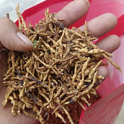 宕昌县九节菖蒲