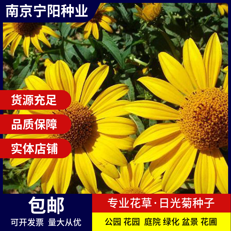 南京日光菊种子 赛菊芋种子四季易种庭院阳台种子景观花海