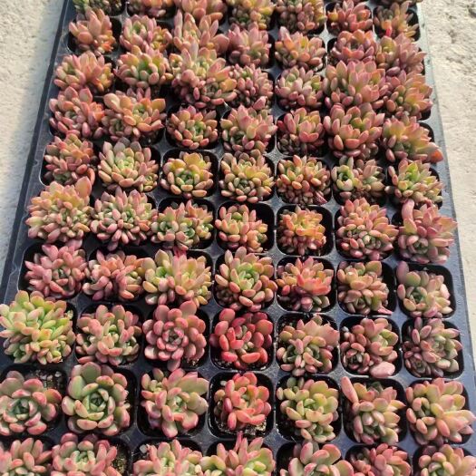 青州市多肉植物穴盘苗批发，客户订货专用