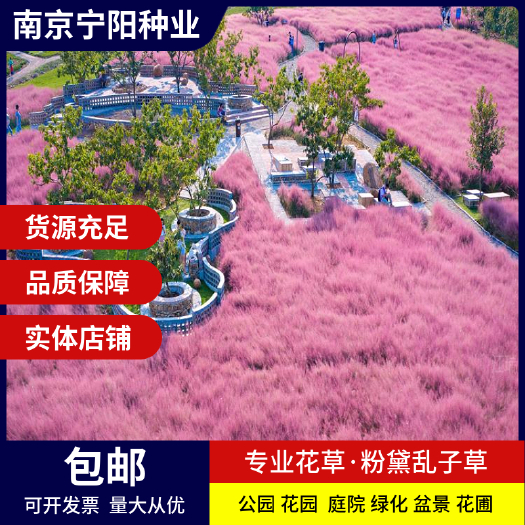 南京粉黛乱子草种子毛芒乱子草种子四季易种 庭院阳台种子景观花海