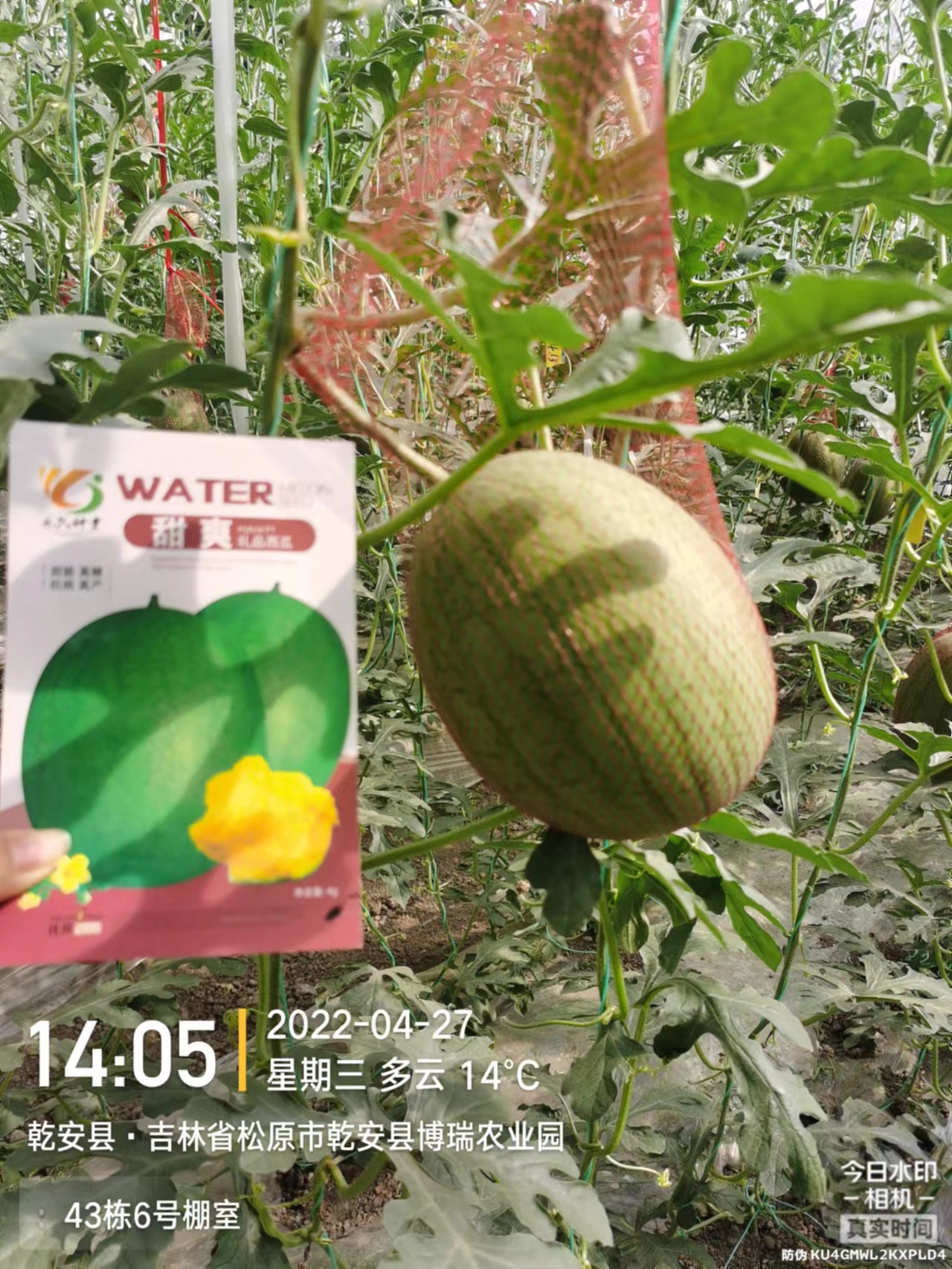 乐久甜爽核桃纹黄瓤2K礼品西瓜种子极早熟型糖13风味佳