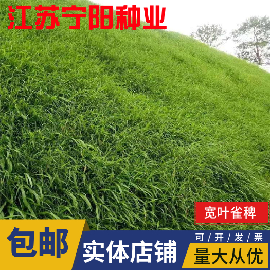 南京雀稗种子 宽叶雀稗草种 高产牧草种子 饲料草种 绿化护坡 量