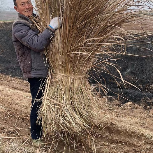 明光市干草 黄茅草