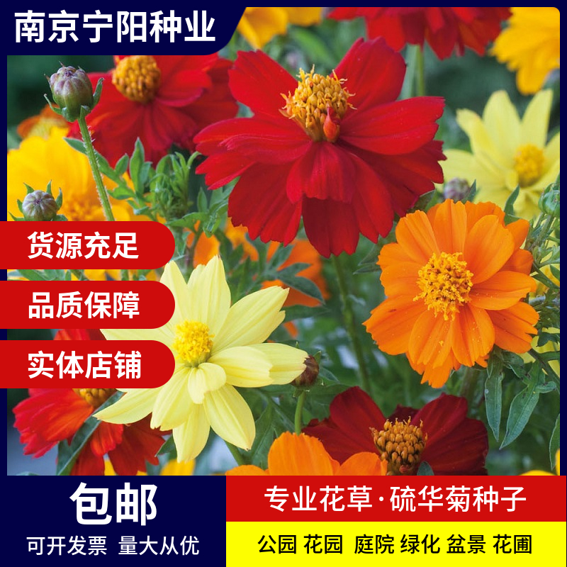 南京硫华菊种子 硫磺菊种子四季易种庭院阳台种子景观花海量大优惠