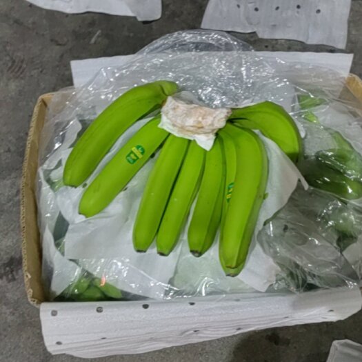 上海芭蕉 境外菲律宾菲律宾