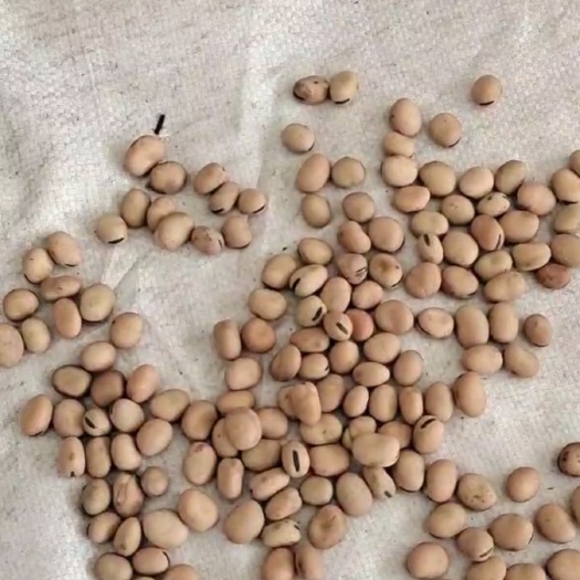 伊宁市 羊眼豆，羊眼蚕豆，大豆，豆子