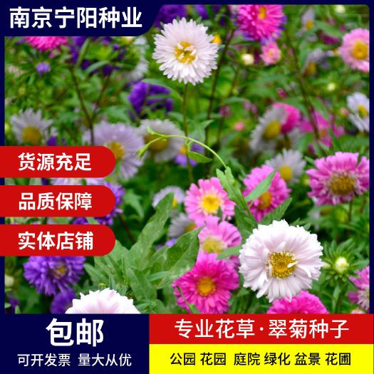 翠菊种子 七月菊格桑花种子四季易种庭院阳台种子景观花海 量