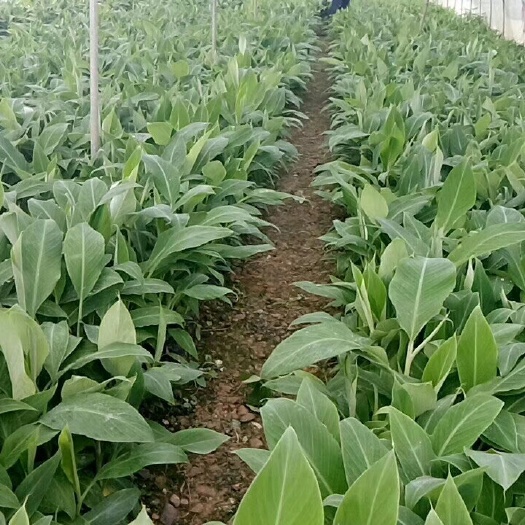 普宁市矮粉一号香蕉苗 