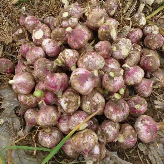 丰县红皮蒜 【新鲜】大蒜 紫皮大蒜 扒皮蒜 代收代发各个大型市
