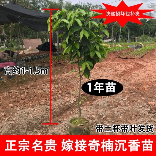 茂名 绿奇楠沉香树苗一代棋楠母树嫁接苗场直发原土带叶发货