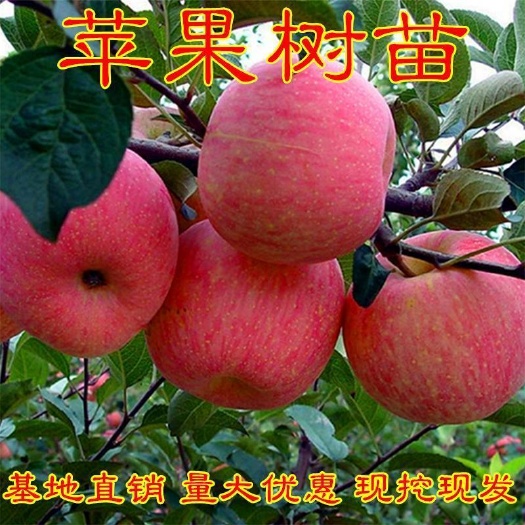平邑县冰糖心苹果苗 正宗嫁接苹果树苗，香甜可口，皮薄肉厚，核小多汁。现挖现卖。