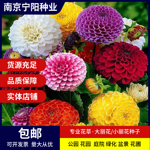 南京大丽花种子小丽花东洋菊天竺牡丹花四季易种庭院阳台种子景观