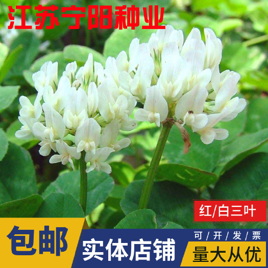 白三叶种子 红三叶草种车轴草种子三叶草种子耐践踏草坪种子量