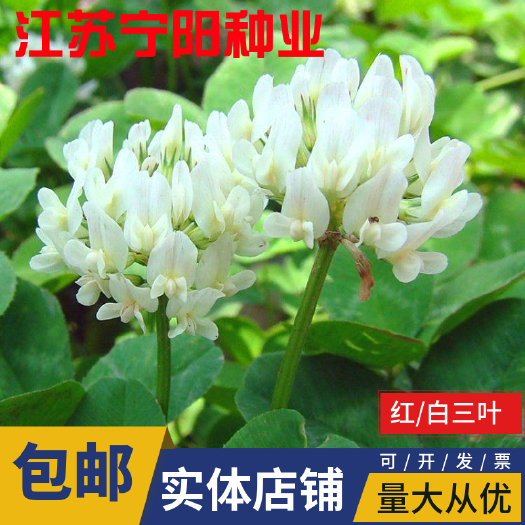 南京白三叶种子 红三叶草种车轴草种子三叶草种子耐践踏草坪种子量