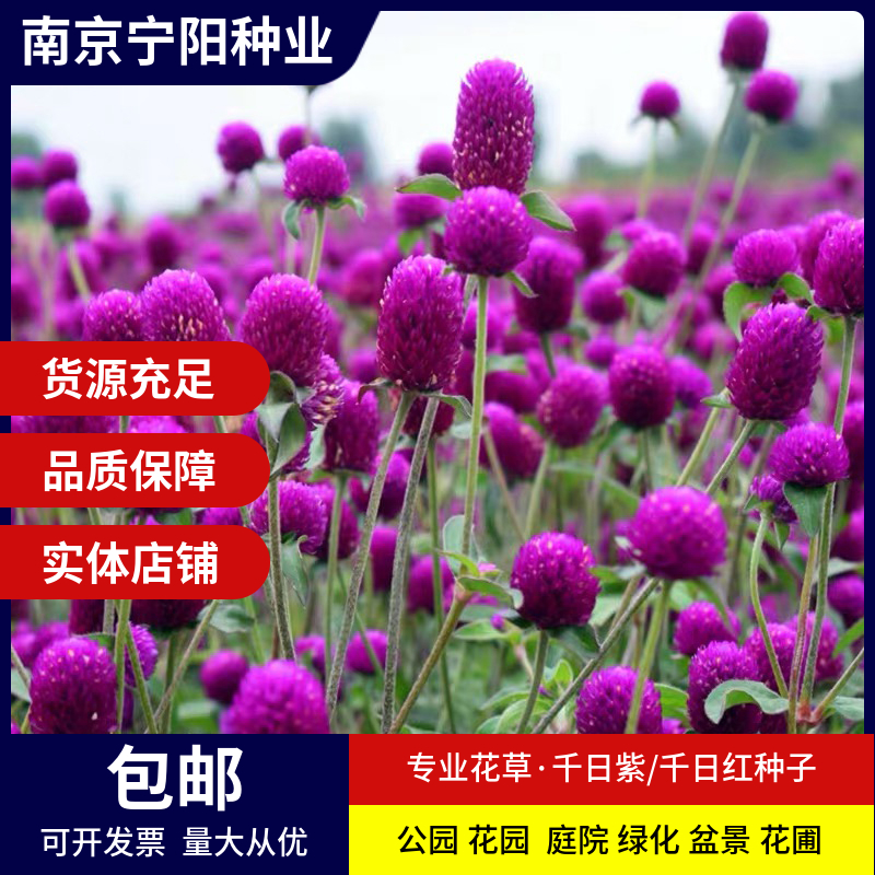 南京千日红种子 千日紫种子百日红火球花庭院阳台种子景观花 量大优