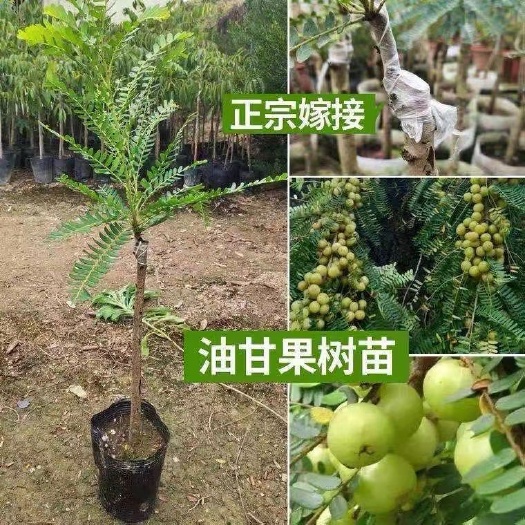 普宁市普宁潮汕甜油甘子苗余甘果苗余甘子果树苗嫁接四季种植