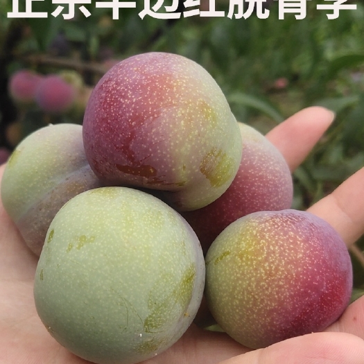 绥江县半边红李子 半边红李青脆脱骨脆嫩清甜