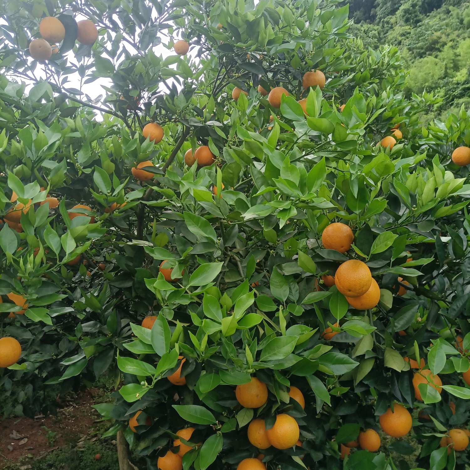 江永優(yōu)質(zhì)夏橙現(xiàn)己大量上市，產(chǎn)地直供，量大貨源充足果面細(xì)滑